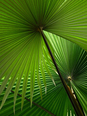 green palm leaf of white backed palm (Kerriodoxa elegans) - 522493068