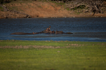 Hippo in the river