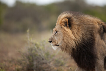 lion in the grass