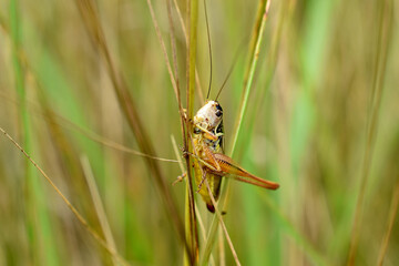 A brown grasshopper clings to a grass stalk with its paws.