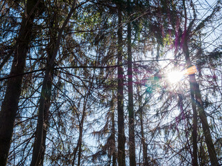 Sun in the sky behind the trees in the forest with rays in the lens