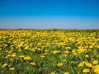 Yellow dandelions on the meadow and clear blue sky - selective focus