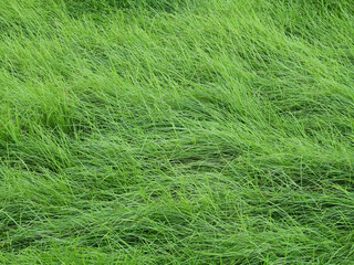 Fototapeta premium green grass tall in the meadow after storm