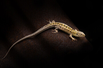 Naklejka premium Close-up a little lizard on the dark background.