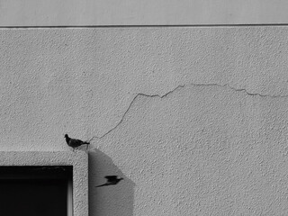 Pigeon on the edge of the window with crack white cement plaster wall