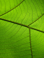 close up green leaf texture ( teak leaf )