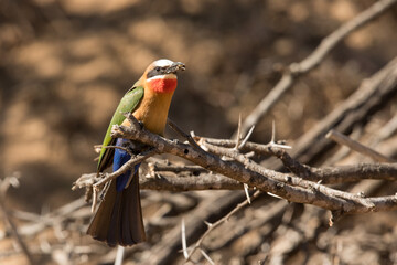 white fronted bee eater