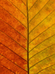 close up autumn leaf of Yang tree ( Dipterocapus alatus Roxb. ex G.Don )