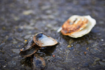 Broken clam shells closeup	