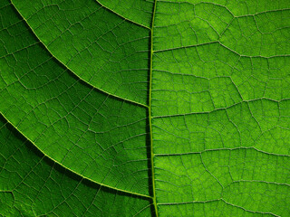 lush foliage texture of natural background
