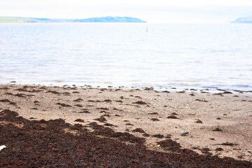 Closeup of purple grey ocean waves with seaweed on Stranraer beach Scotland in the Winter