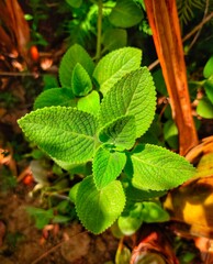 coleus amboinicus plant