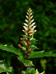 Acanthus ebracteatus, Thai herb, is a species of shrubby herb that grows in the undergrowth of mangroves of south-east Asia. Common names include sea holly and holly mangrove