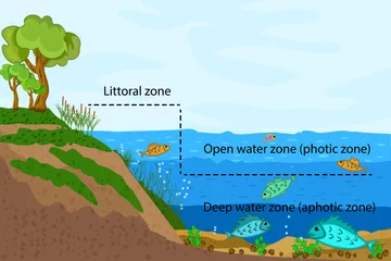 Tuinposter  Lake ecosystem. Zonation in lake water infographic. Freshwater pond zones diagram with text for education. Lake ecosystems division into littoral, open water and deep water zones. Vector illustration © kajani