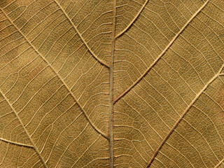 dry brown leaf of teak tree, texture background