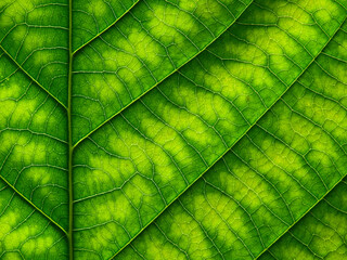 close up green leaf texture of Golden gardenia tree ( Gardenia sootepensis Hutch )