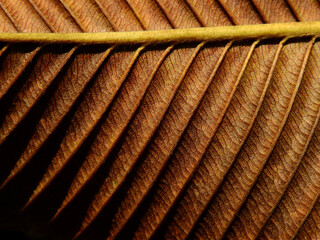 close up dry brown leaf of Elephant apple (Dillenia indica) texture