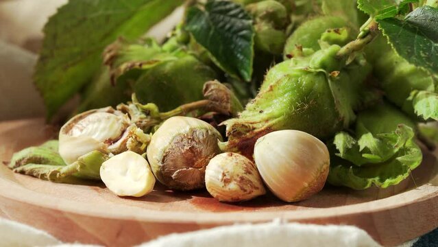 Northeast summer fresh raw hazelnuts in July