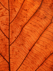 texture of brown teak leaf