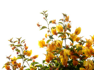 Fototapeta premium yellow paper flower ( Bougainvillea hybrid ) on white background