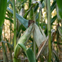 Unripe corn