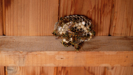 Wasps building a nest under a wooden roof in Summer - Wasps - Bees - Wespennest unter einem...