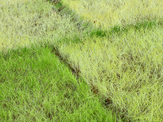 The condition of the grass without sunlight on the lawn