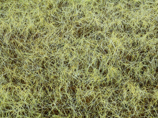 The condition of the grass without sunlight on the lawn