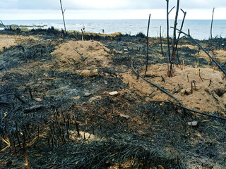 forest fire, burnt, charred vegetation.