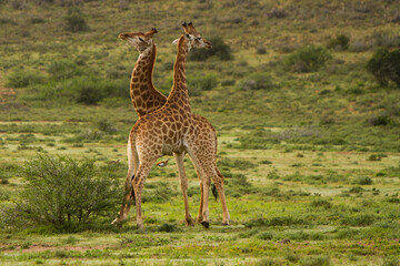 giraffe in the savannah