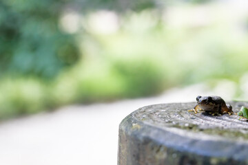緑の中で座る日本の夏の緑色の小さいカエル
