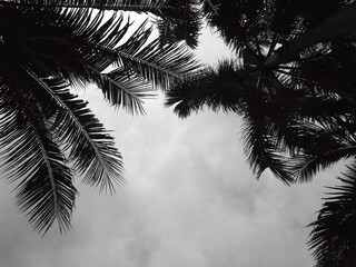 perspective under the palm tree in the park, black and white style