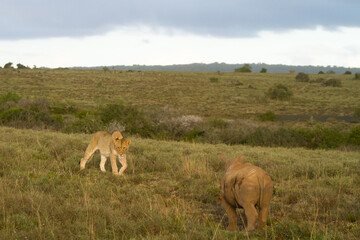 lions in the grass with rhino