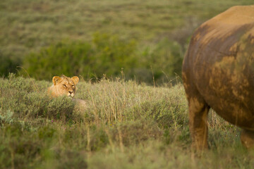 lion and rhino