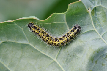 Natur | Garten | Kohlweissling-Raupe