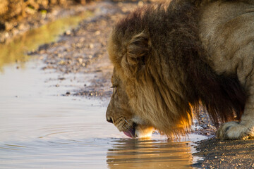 male lion in the water