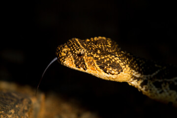 puffadder