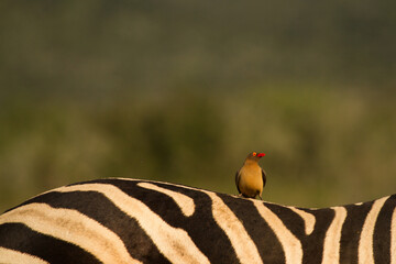 zebra with oxpecker on its back