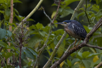 A heron perched on a tree branch