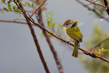 A small songbird perched on a tree branch on a windy day
