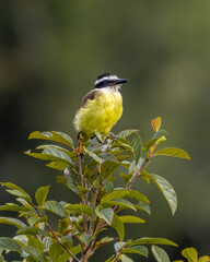 A yellow-breasted bird with a mighty beak perched on top of a tree