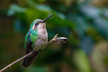 A small hummingbird perched on a tree branch