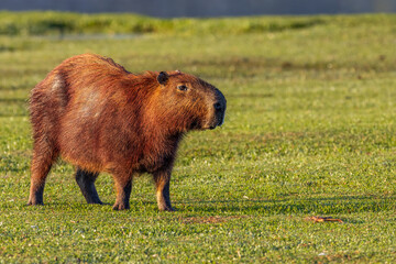 A large capybara grazing in the sun