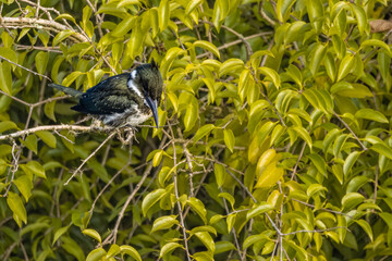 A kingfisher perched on a tree branch