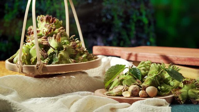 Northeast summer fresh raw hazelnuts in July