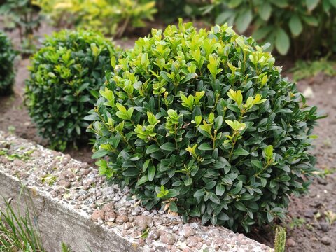 A beautiful boxwood bush in the garden, a haircut in the shape of a circle, a ball. Formation of a young boxwood bush B&uacute;xus