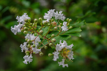 東京港区赤坂5丁目に白い百日紅が咲く
