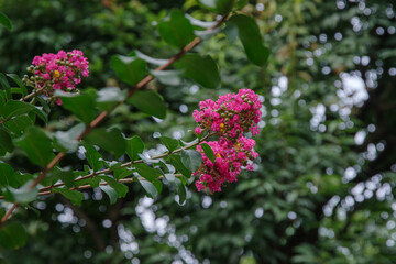 東京港区赤坂5丁目にピンクの百日紅が咲く