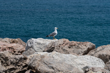Sea-gull at the coast of Menton, a beautiful French city in the South