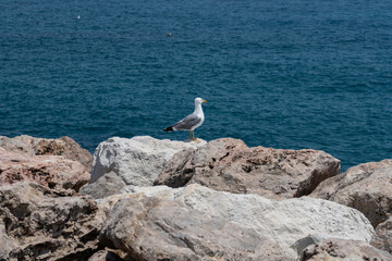 Sea-gull at the coast of Menton, a beautiful French city in the South
